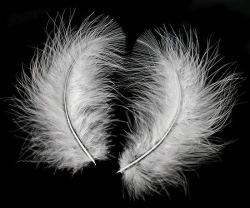 152736-white_marabou_craft_feathers_1.jpg, 11 KB