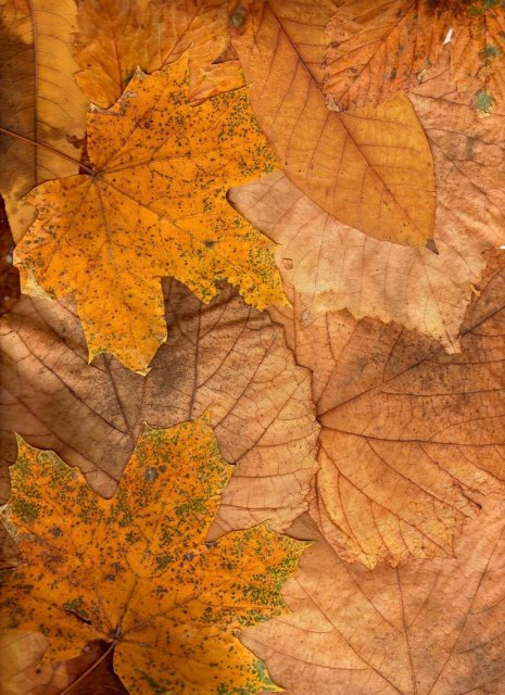 autumn_texture2_by_ktvl_resources-d49tmm3.jpg, 246 KB