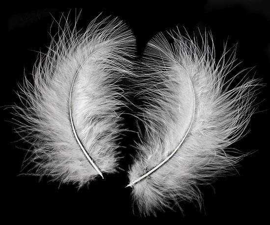 white_marabou_craft_feathers_1.jpg, 42 KB